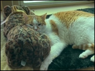 Orange and white female cat with stuffed toy