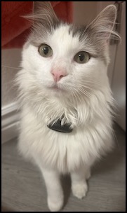 White cat with calico markings