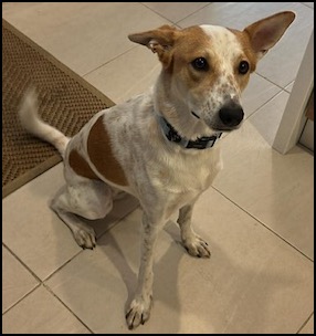 Tan and white short-haired dog