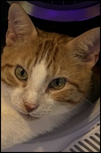 Orange and white tabby cat