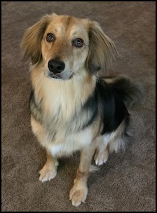 Black, tan, and white small dog