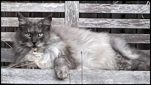Long haired cat lying on wood slat bench