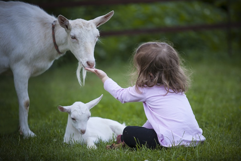 Little girl with goat copy