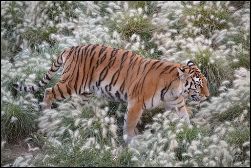 Tiger walking through tufted grass