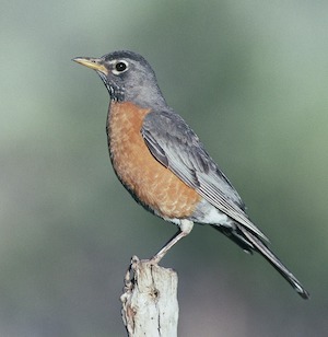 Female robin sideview on branch