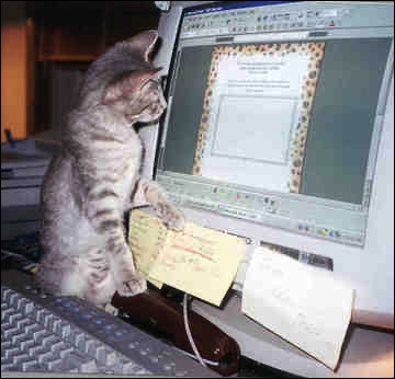 Tabby cat looking at computer