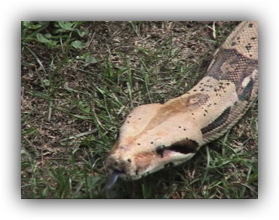 python snake in grass
