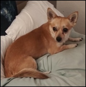 Small tan dog