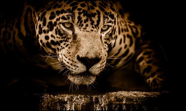 Jaguar crouching