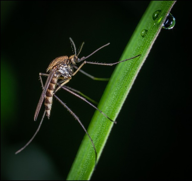 Mosquito on blade of grass