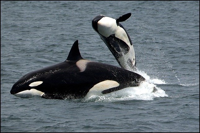 Mother Orca and baby leaping out of water