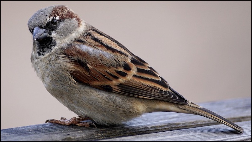 Sparrow on wood looking at camera