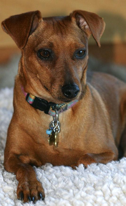 Rust colored small dog sitting