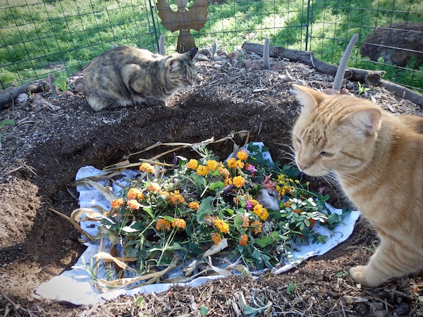 2 tabby cats sitting on edge of dog's grave