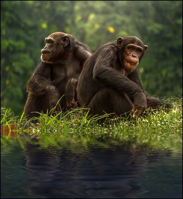 Two Chimpanzees sitting on grass with trees behind