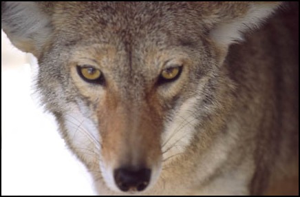 Coyote closeup face