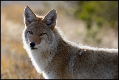 Coyote with light background