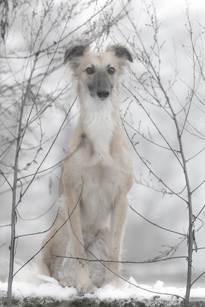 Dog sitting in snow and trees