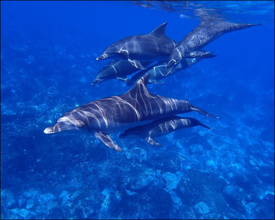 dolphins swimming underwater