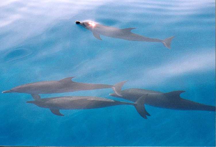 Group of dolphins - one with top of head out of water and light shining