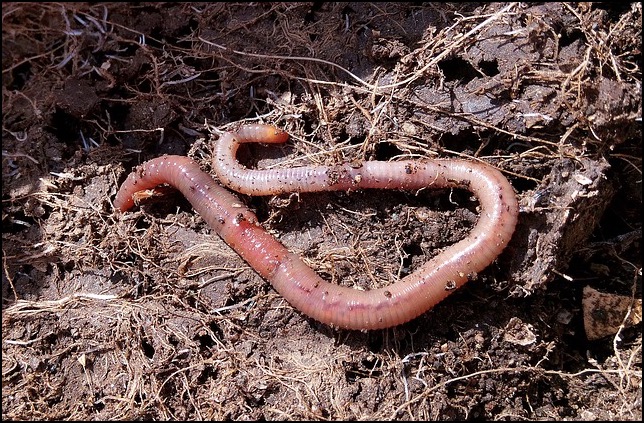 earthworm on top of soil