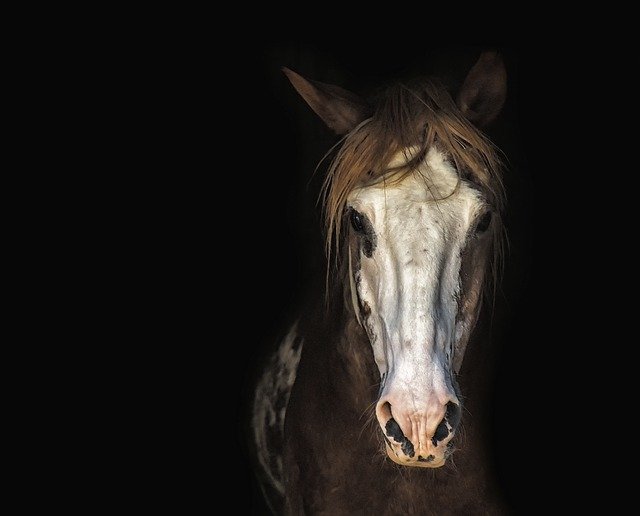 horse face 