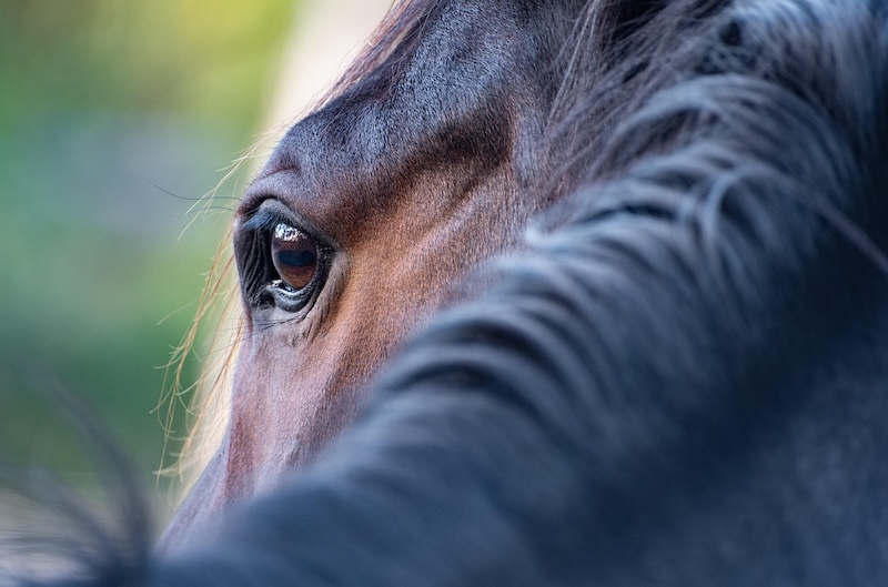 horse gazing over her shoulder