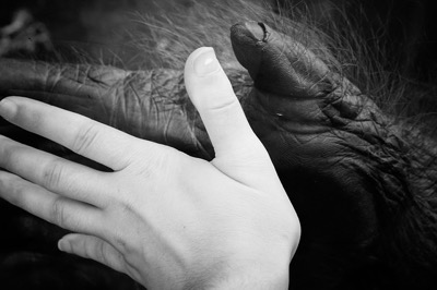 human hand palm to palm with ape hand