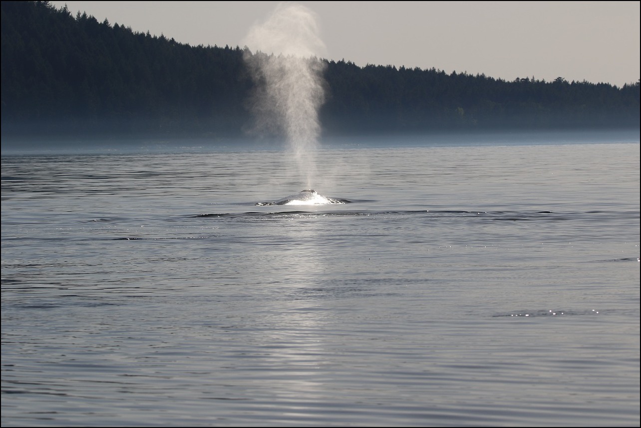 Humpback whale breath in the air