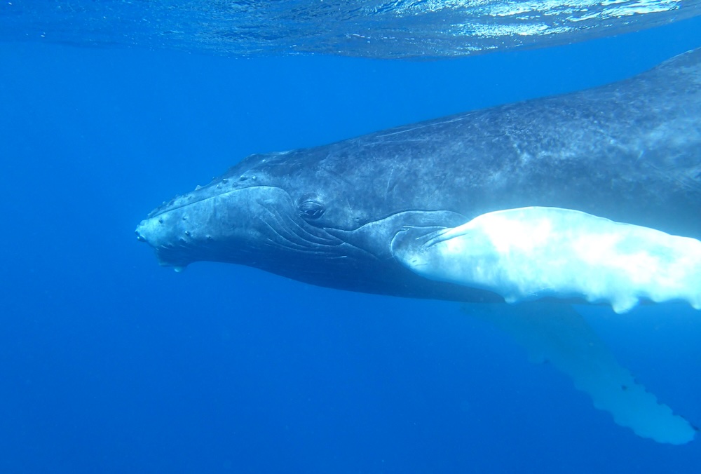 Humpback whale swimming underwater