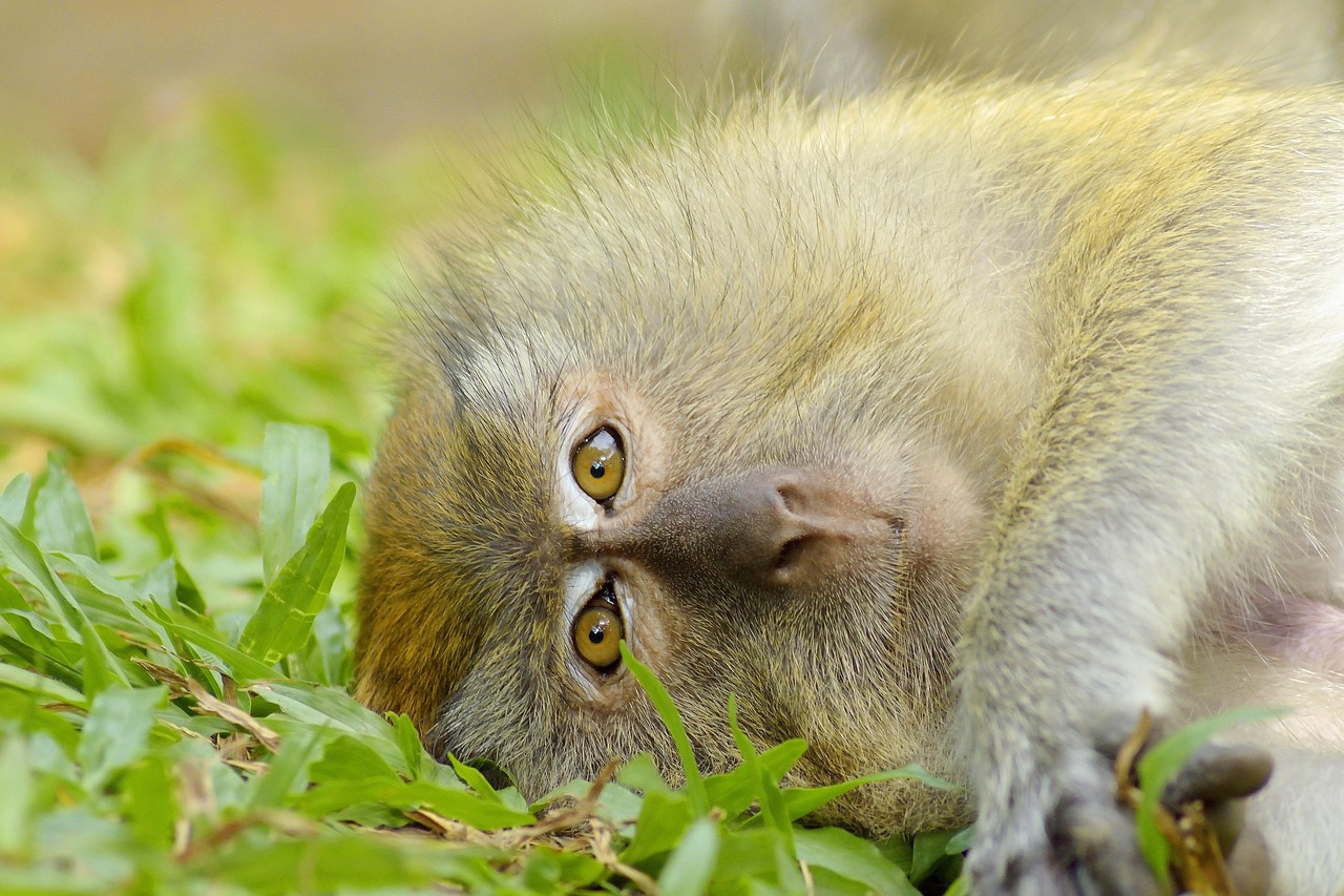 Monkey lying on leaves looking