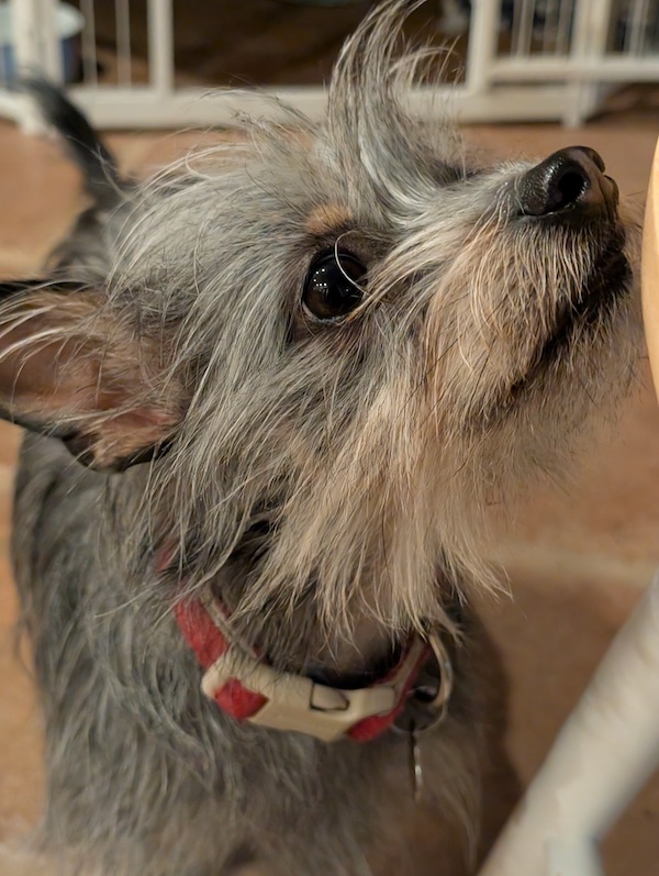 Terrier dog animal communication