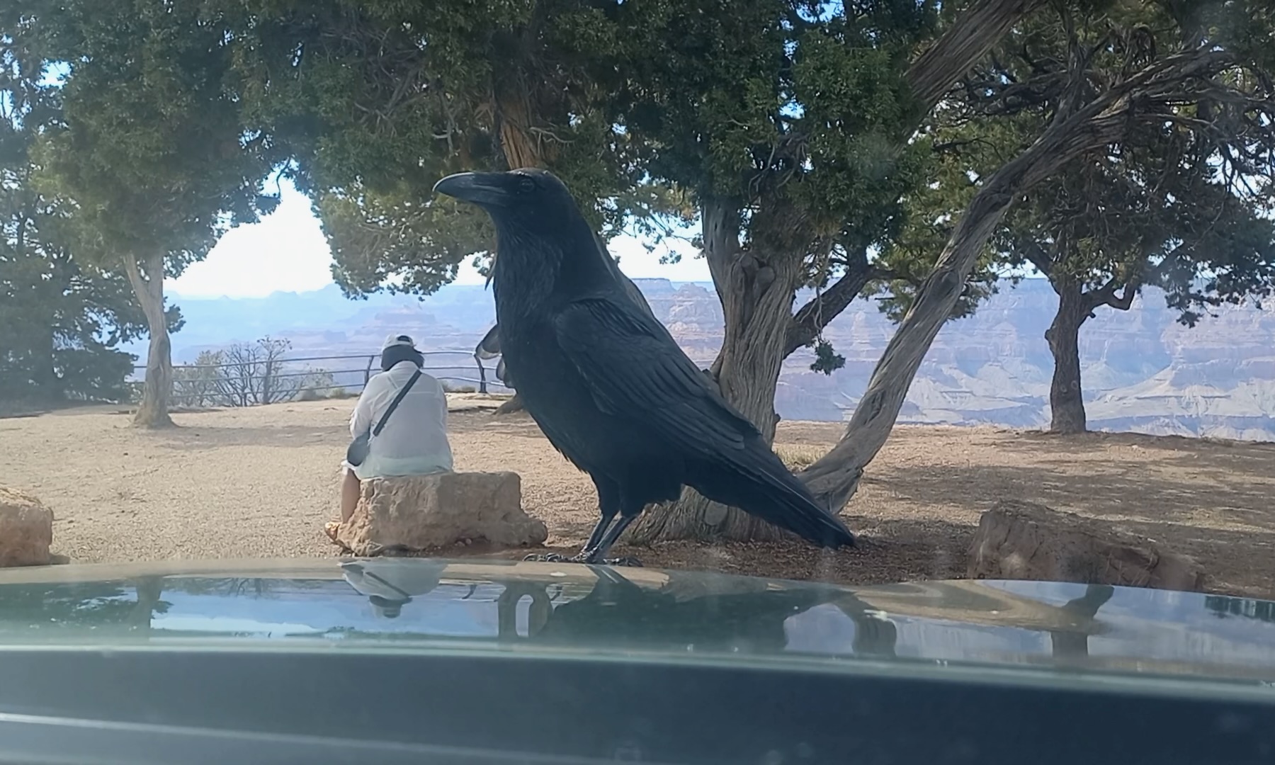 Raven on the engine hood at Grand Canyon