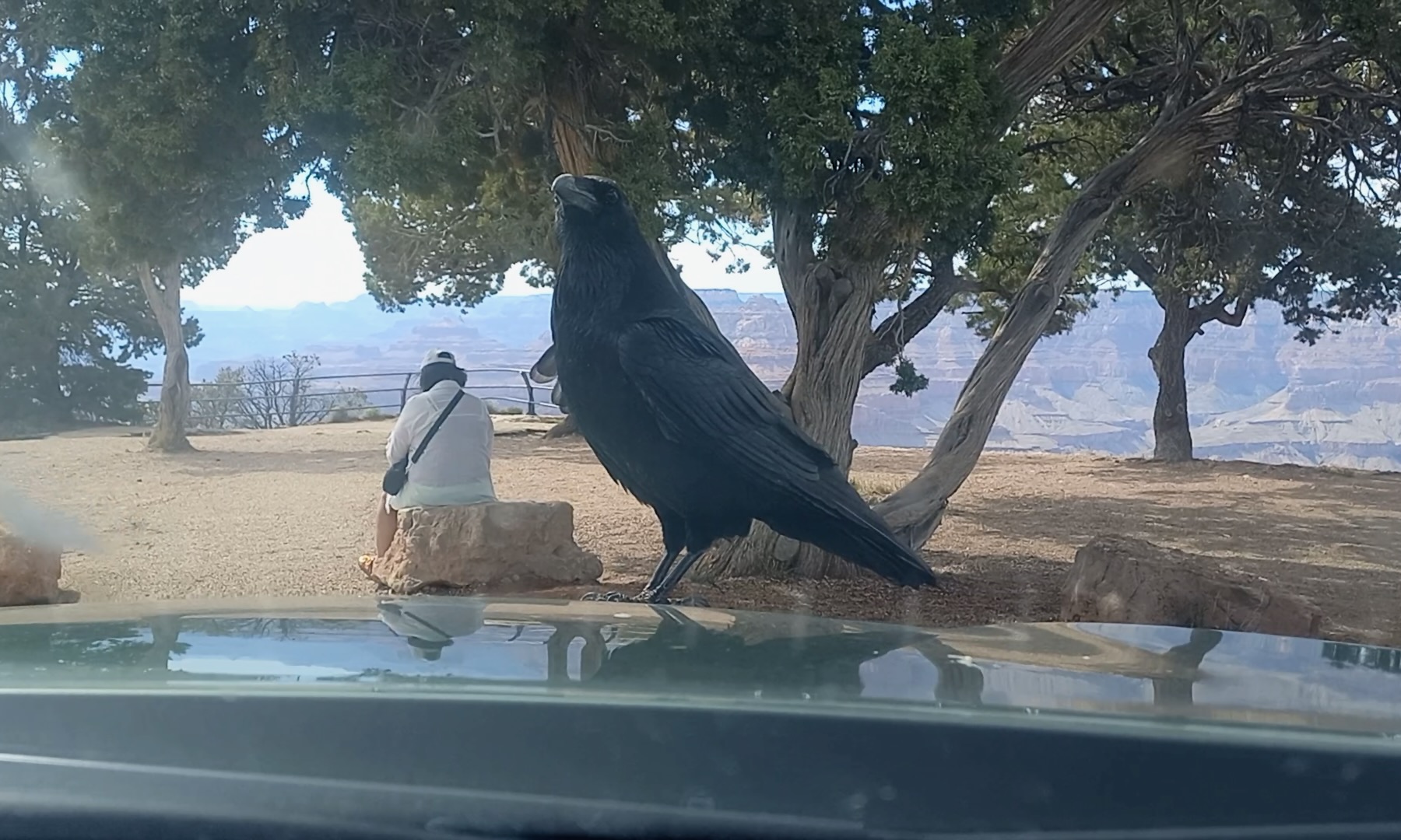 Raven gazing through window at the Grand Canyon