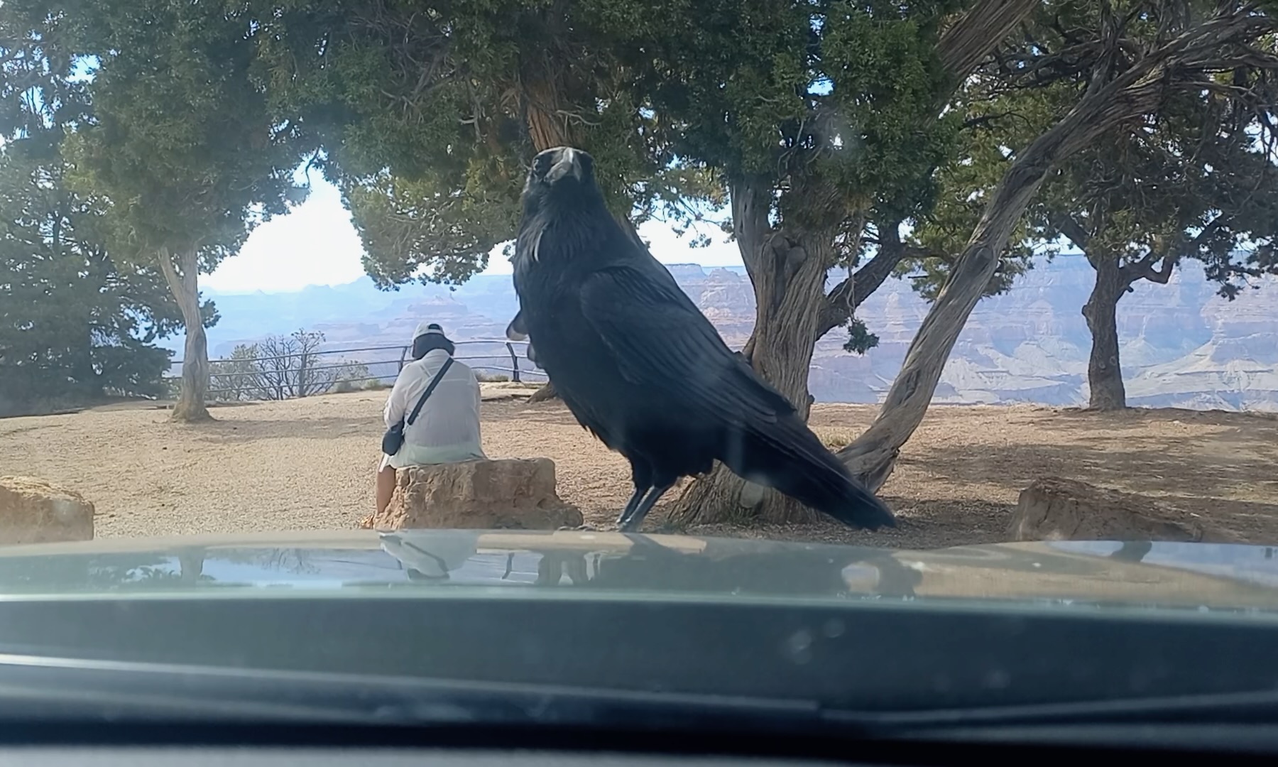 Raven looking at me at the Grand Canyon