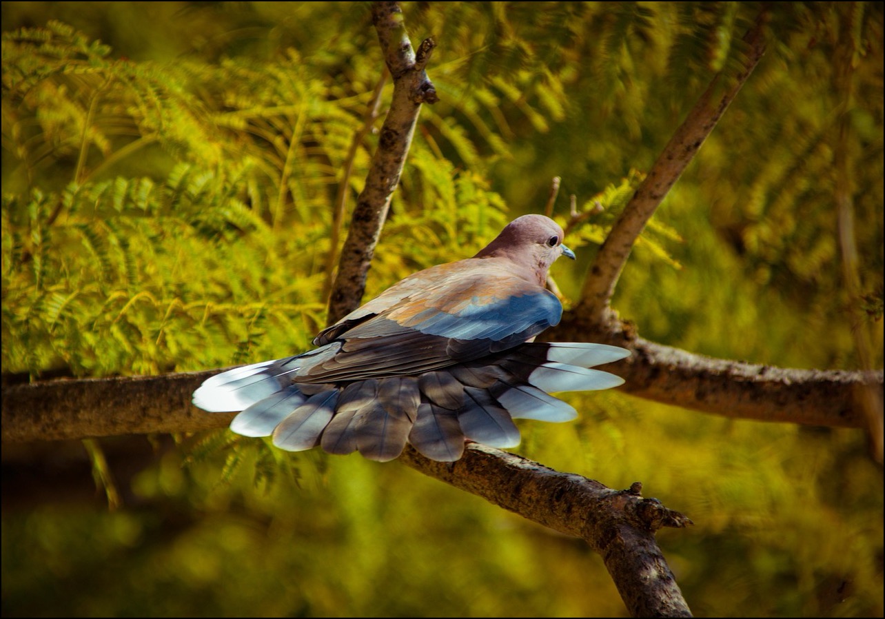 dove on branch with tail feathers outstretched