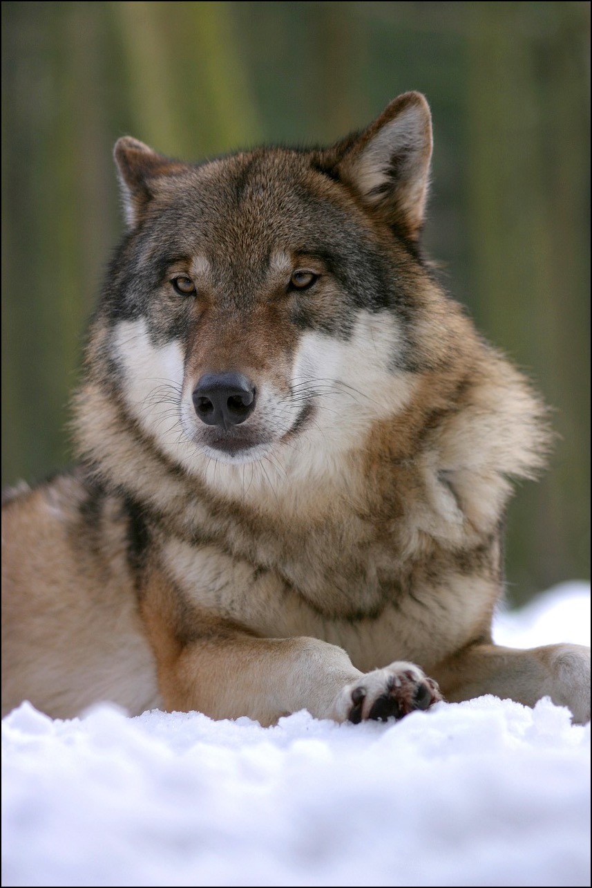 Wolf lying in snow