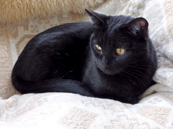 Black cat on white chair
