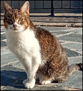 Tabby cat sitting outside