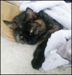 Tortoise shell cat lying on blanket