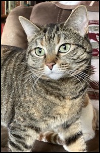 Tabby female