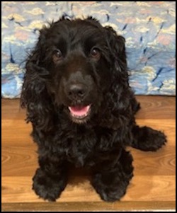 Black cocker spaniel