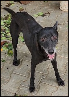 Black dog panting on sidewalk