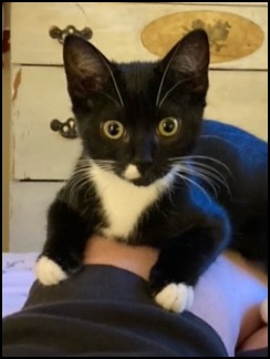 Black & white tuxedo kitten