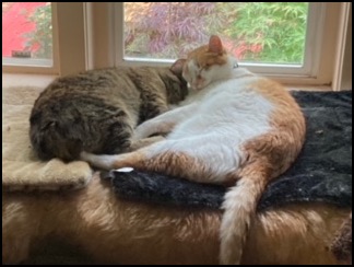 Tabby and orange and white cat cuddling