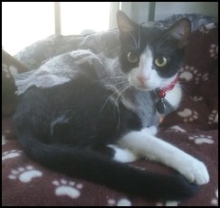 Black and white tuxedo cat with red collar