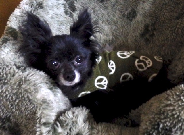 Pepito  adopted December 2018