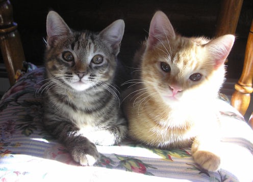 Sister & Brother - Lila & Jerry