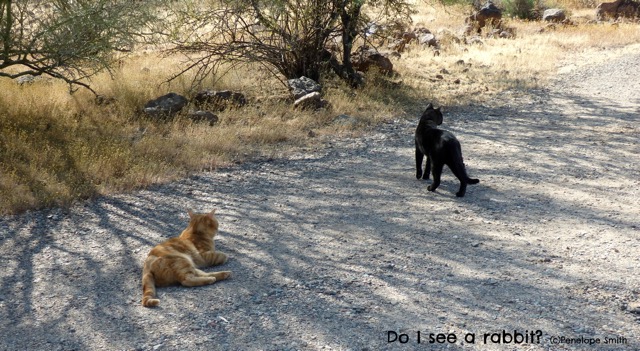 Jerry & Ziggy out and about