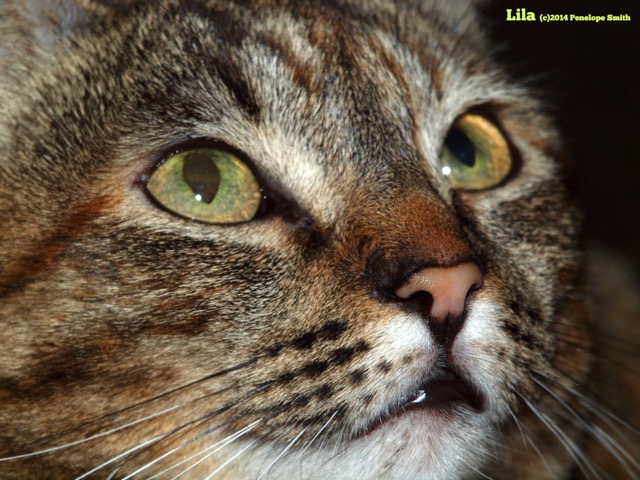 Lila wise woman